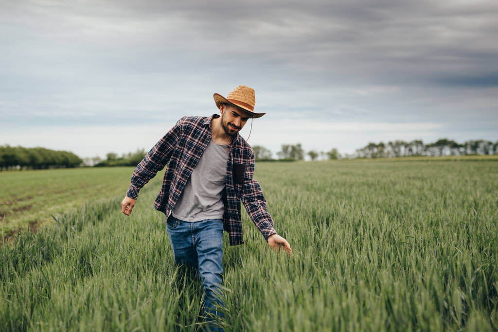 Buğday tarlasında yürüyen adam - Fotoğraf, Görsel