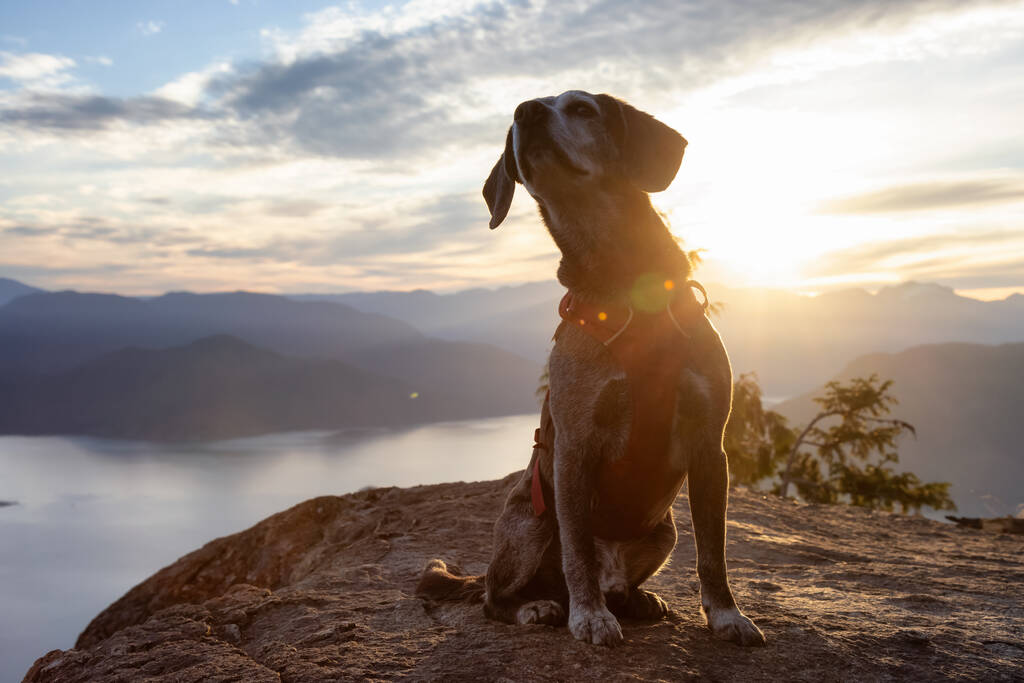 Bir dağın tepesinde maceraperest küçük bir köpek. - Fotoğraf, Görsel