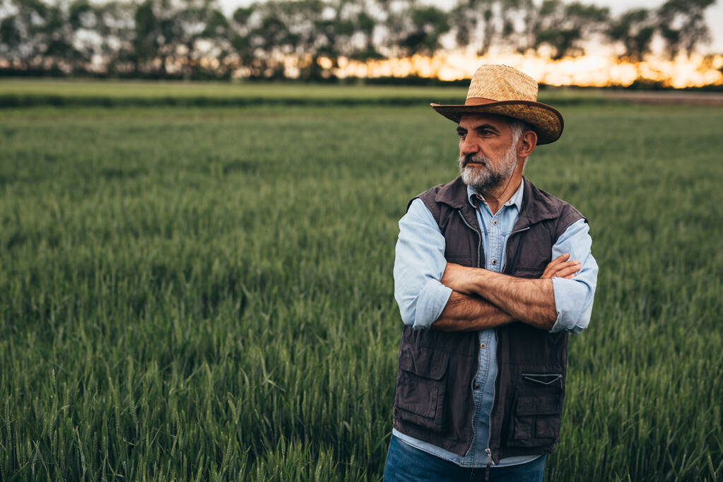 старший чоловік фермер стоїть на пшеничному полі
 - Фото, зображення
