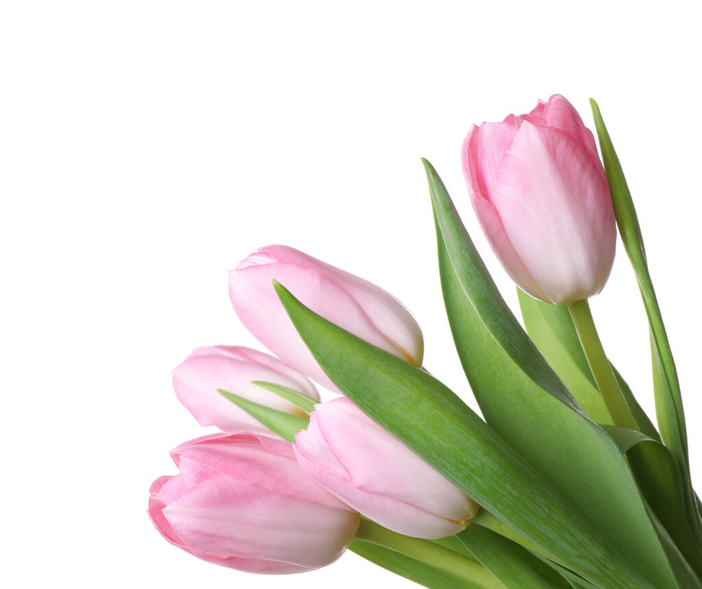 Hermoso ramo de tulipanes aislados en blanco - Foto, Imagen