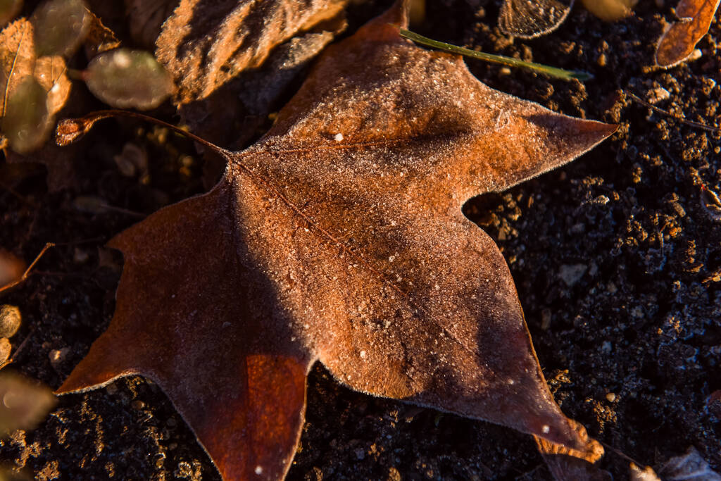 follaje de arce congelado en un suelo sobre una hierba en la madrugada de otoño, foto horizontal - Foto, imagen