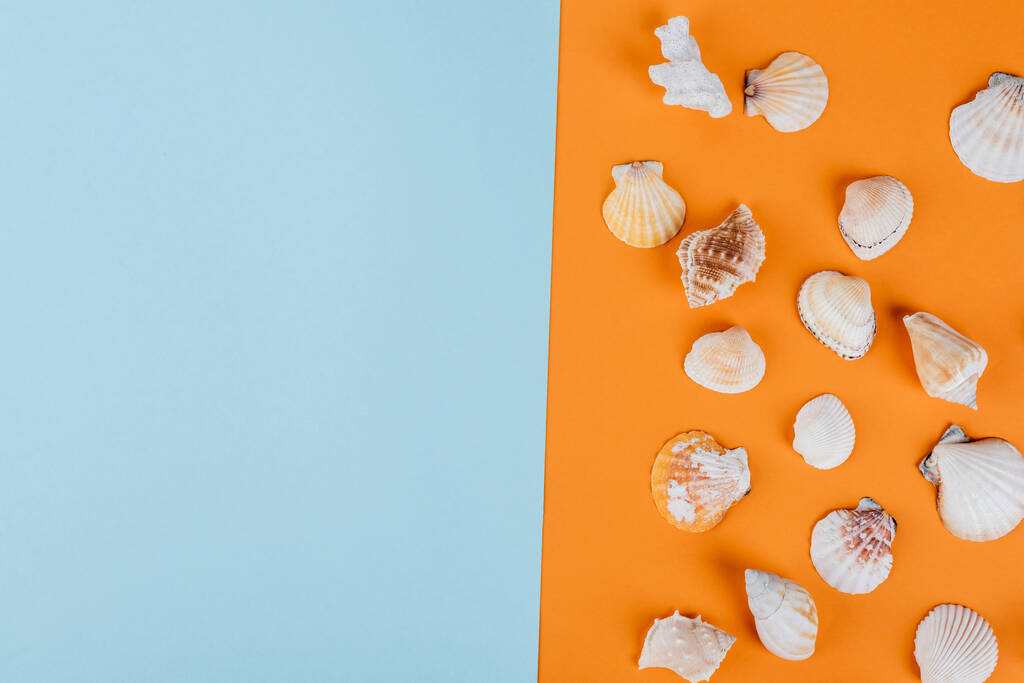 top view of seashells on orange and blue background - Φωτογραφία, εικόνα