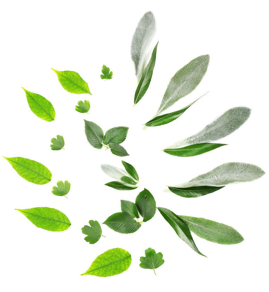 зеленые листья - Фото, изображение