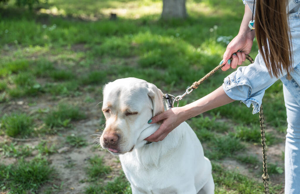 Mano de una joven o niña abrazar y acariciar su piel de perro Labrador Retriever en el parque porque le encanta y relaja al perro - Foto, Imagen