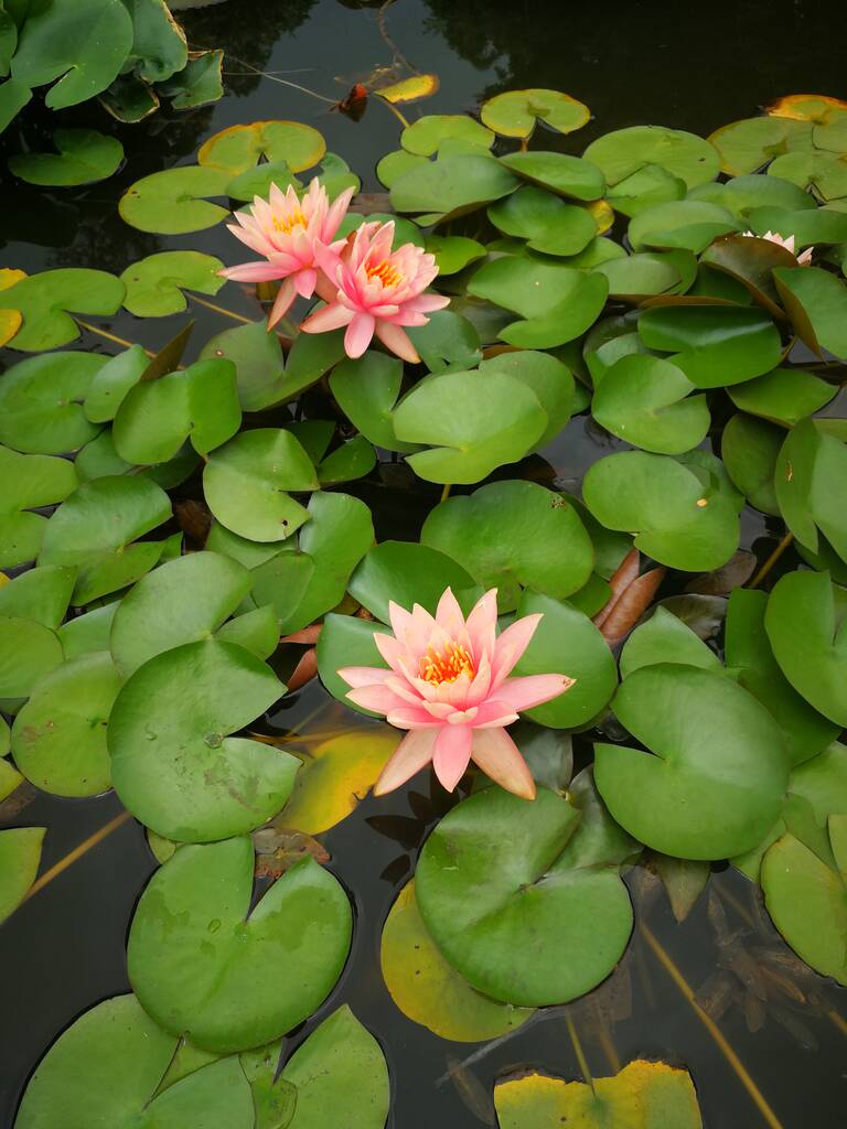 piękny kwiat lotosu w stawie - Zdjęcie, obraz