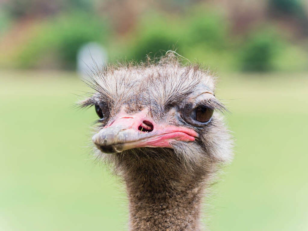 Um tiro de close-up da cabeça de uma avestruz
 - Foto, Imagem