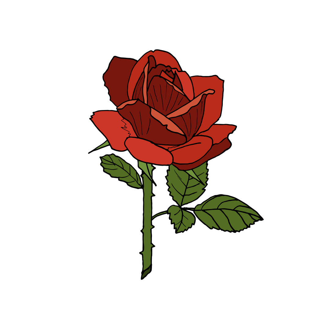 A piros firka stílusú rózsa elszigetelt fehér háttérrel. Vektoros botanikai illusztráció. - Vektor, kép
