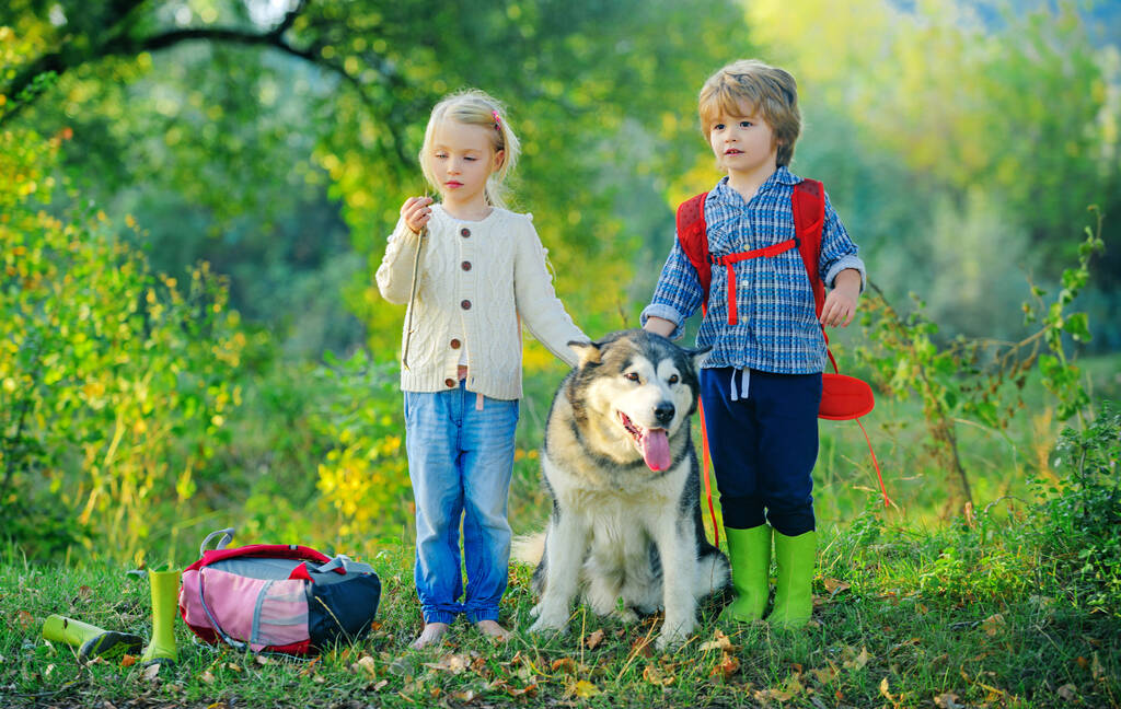 Nuori poika ja pieni tyttö vihreällä pellolla lemmikkinsä husky tai malamute. Kesä maaseudulla. Kesävapaa-aika. - Valokuva, kuva