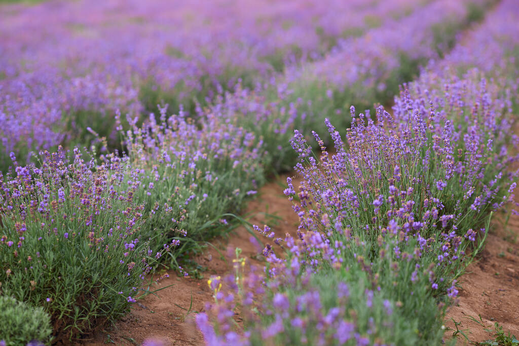 Parches de lavanda de floración violeta en tierras rurales. - Foto, imagen