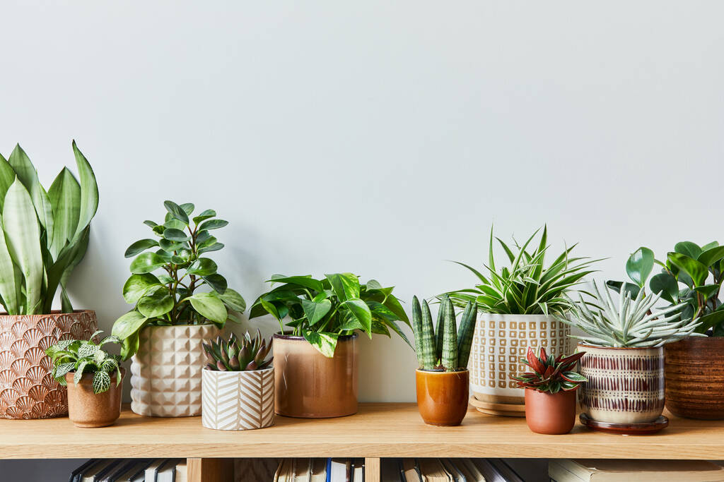 Stylish composition of home garden interior filled a lot of beautiful plants, cacti, succulents, air plant in different design pots. Home gardening concept Home jungle. Copy spcae. Template - Photo, Image