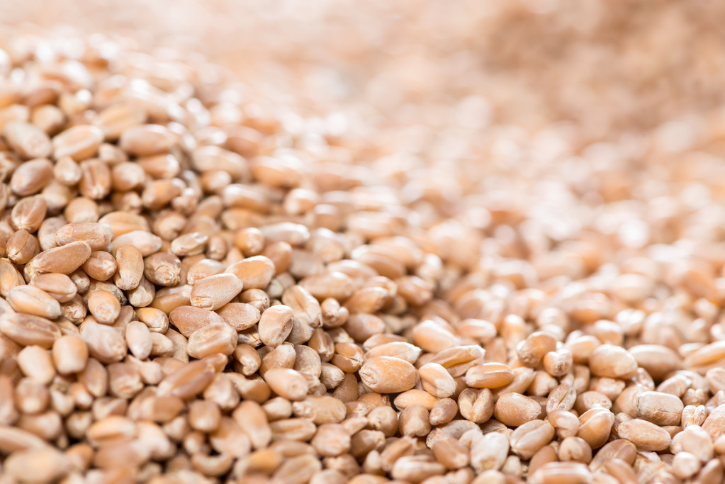Fondo de granos de trigo
 - Foto, imagen