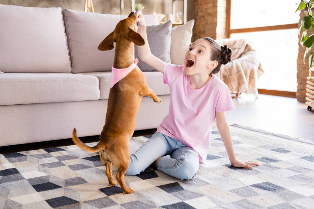 Photo of pretty impressed school girl wear pink t-shirt sitting sofa playing dachshund dog indoors house home room - Photo, Image