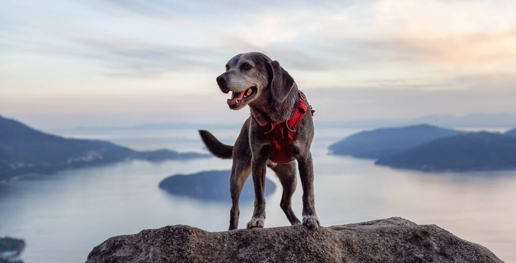 Aventuroso pequeno cão de caminhada no topo de uma montanha - Foto, Imagem
