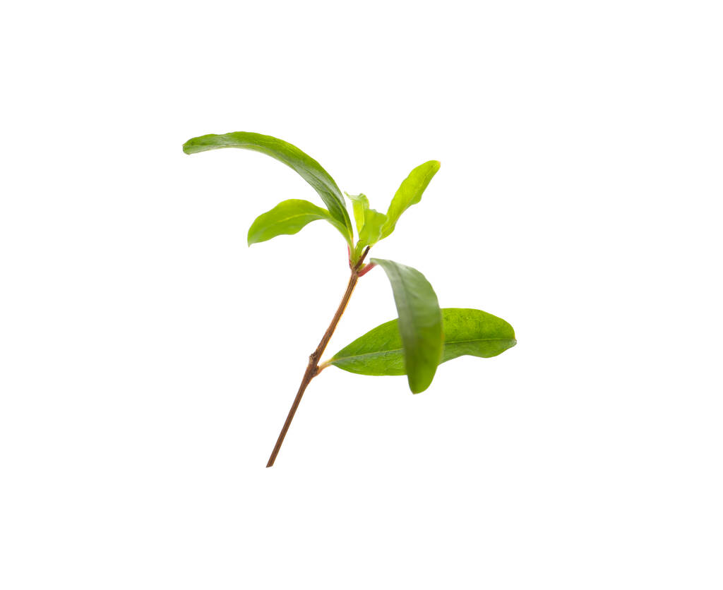 Granaatappel takje met groene bladeren op witte achtergrond - Foto, afbeelding