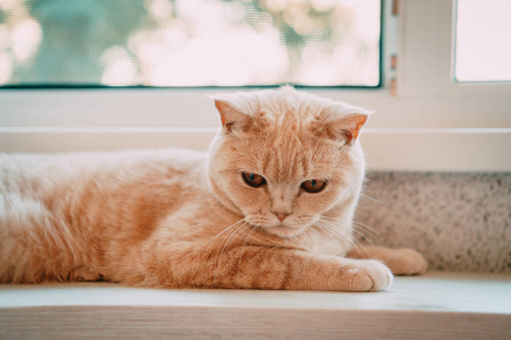 gatto di razza inglese di colore chiaro si siede sulla finestra - Foto, immagini