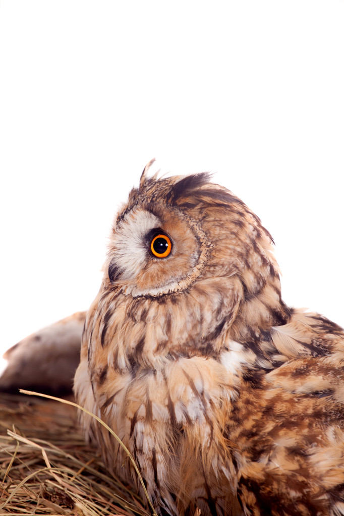 Long-eared Owl nesting isolated on white - Photo, Image