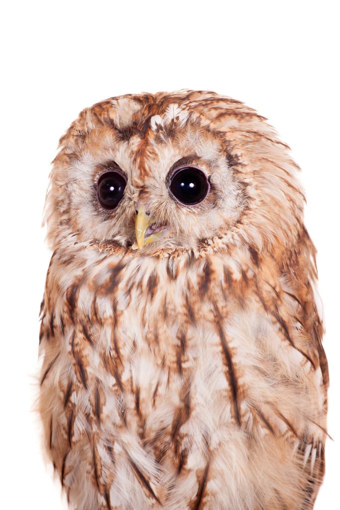 Tawny o Brown Owl isolato su bianco
 - Foto, immagini