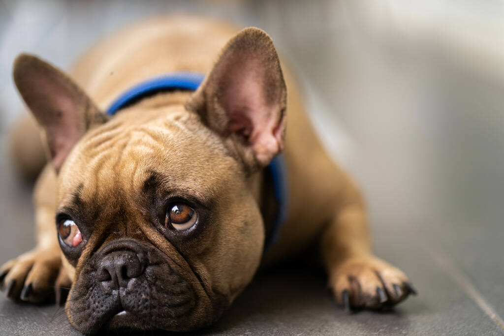 Egy aranyos házi Bulldog fekszik a padon - Fotó, kép