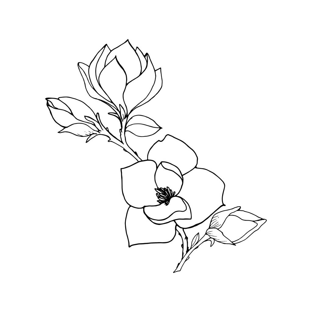 Magnolia κλαδί με λουλούδι, μπουμπούκι και φύλλα, γραμμή σκίτσο τέχνης. - Διάνυσμα, εικόνα