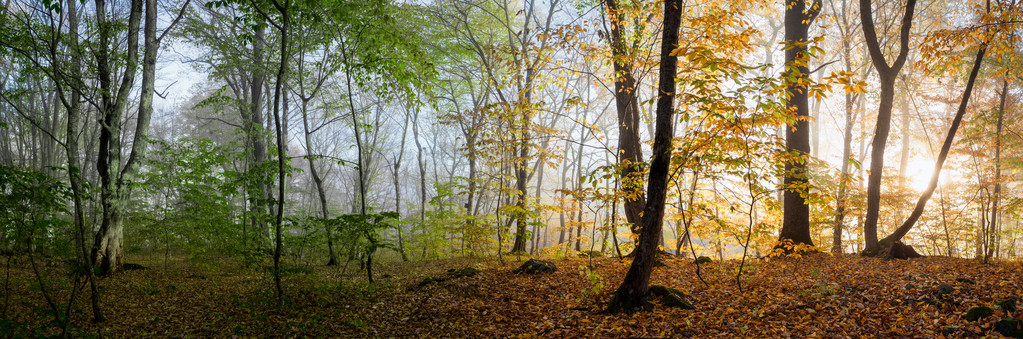 rano w lesie - Zdjęcie, obraz