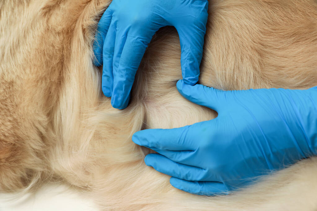 Veterinair controleren van de huid van de hond voor teken, close-up - Foto, afbeelding