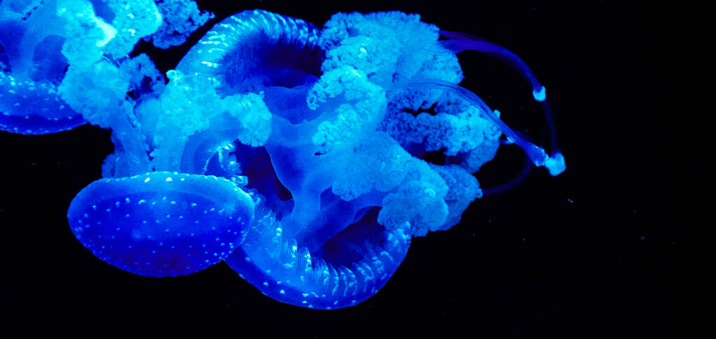 Красива сяюча блакитна медуза під водою
 - Фото, зображення
