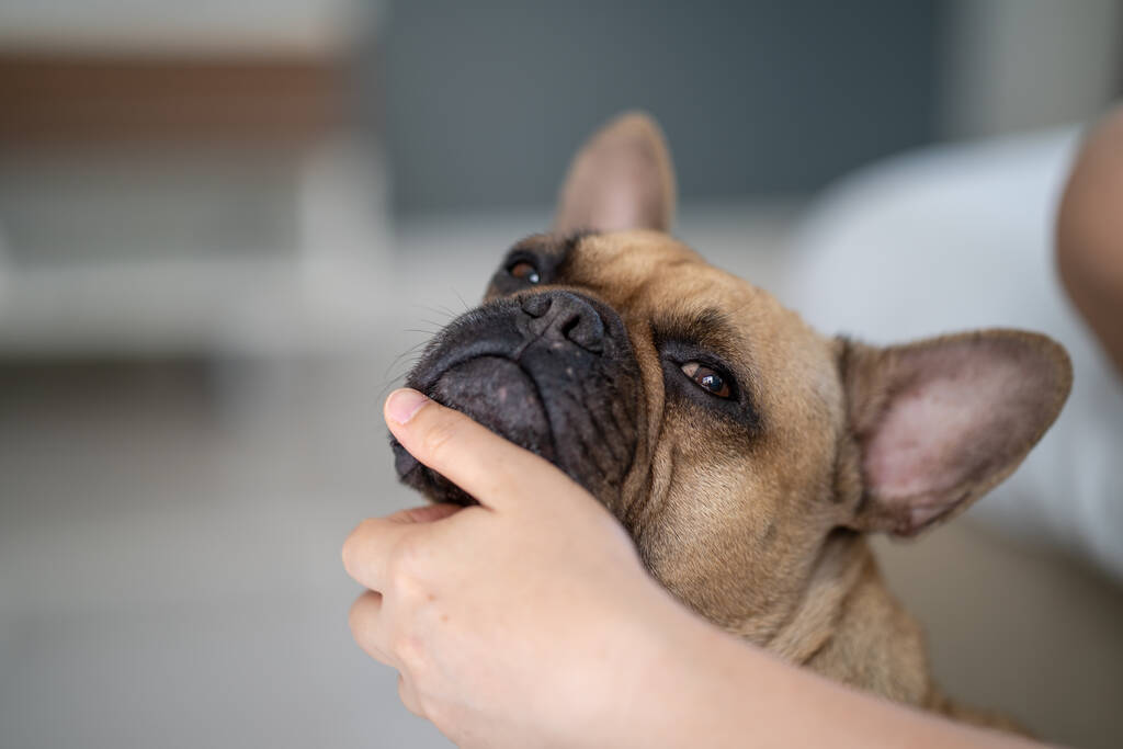 Ένα κοντινό πλάνο ενός χαριτωμένου σκύλου σε ένα θολό φόντο - Φωτογραφία, εικόνα