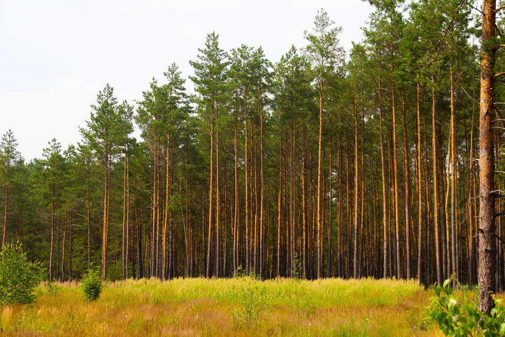 Krásná letní krajina borového lesa v letním dni. Mladé zelené vysoké stromy. - Fotografie, Obrázek