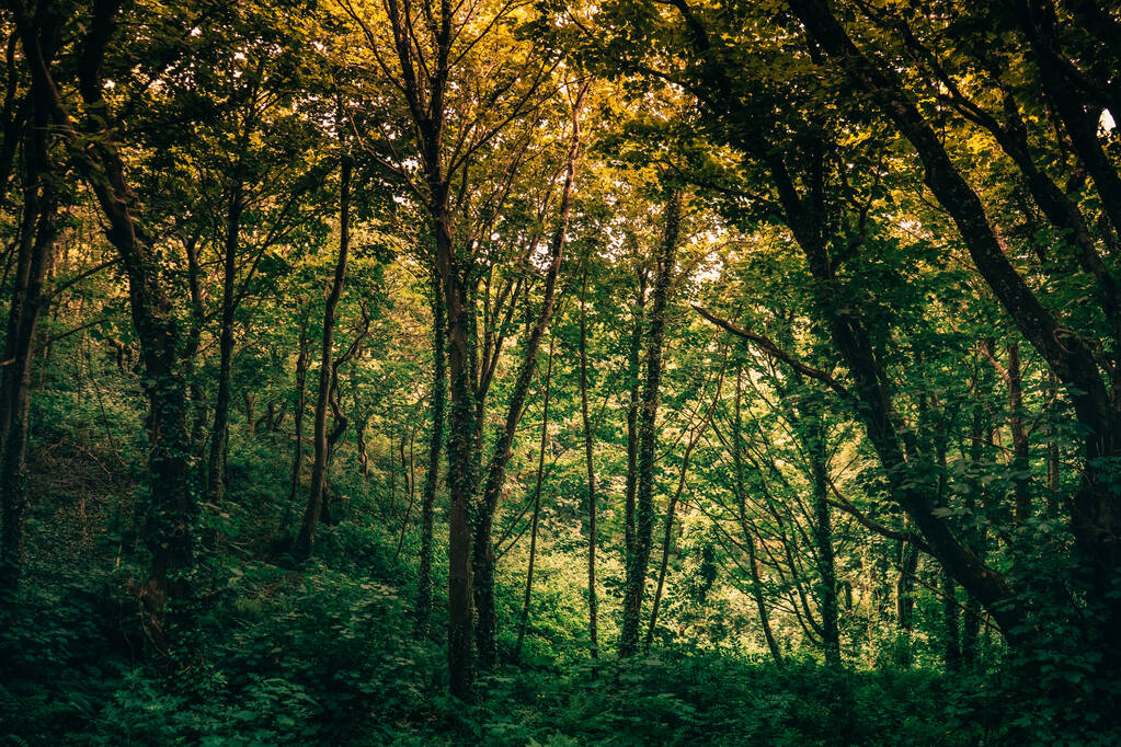 Piękna ścieżka przez las otoczony drzewami, roślinami i trawą w słoneczny dzień - Zdjęcie, obraz