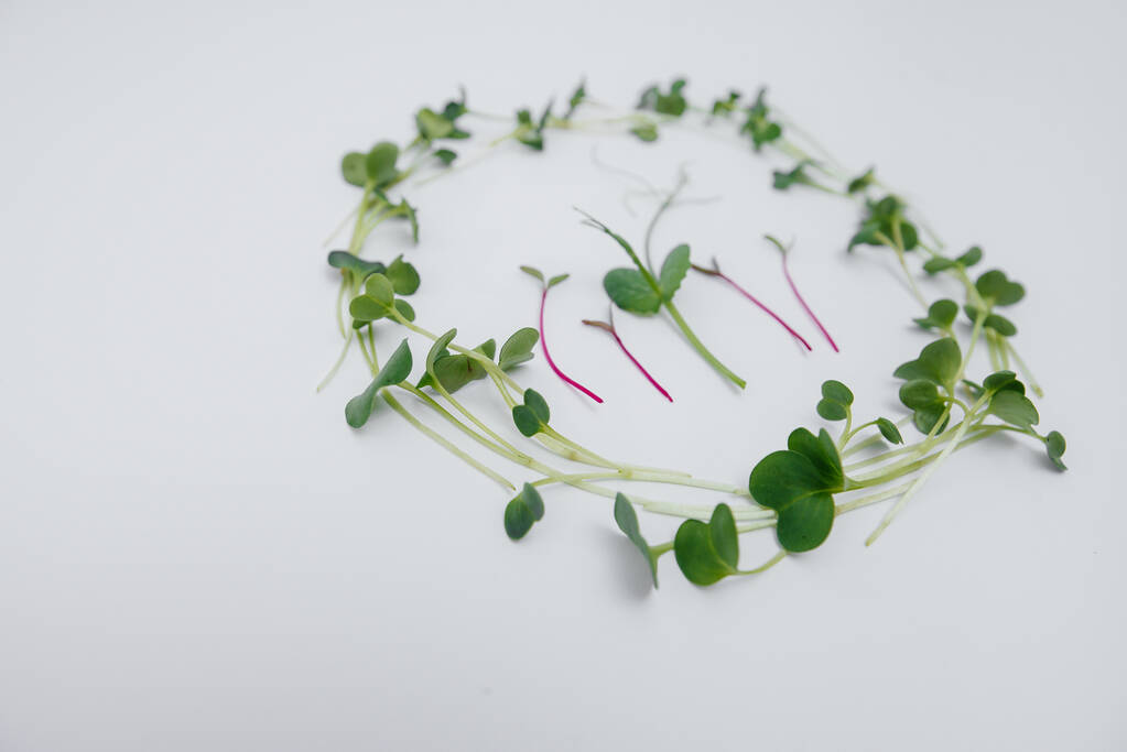 Brotos micro-verdes close-up em um fundo branco com espaço livre. Alimentação saudável e estilo de vida - Foto, Imagem