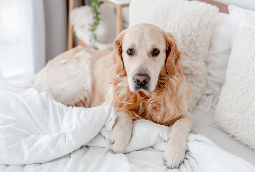 Arany retriever kutya az ágyban - Fotó, kép