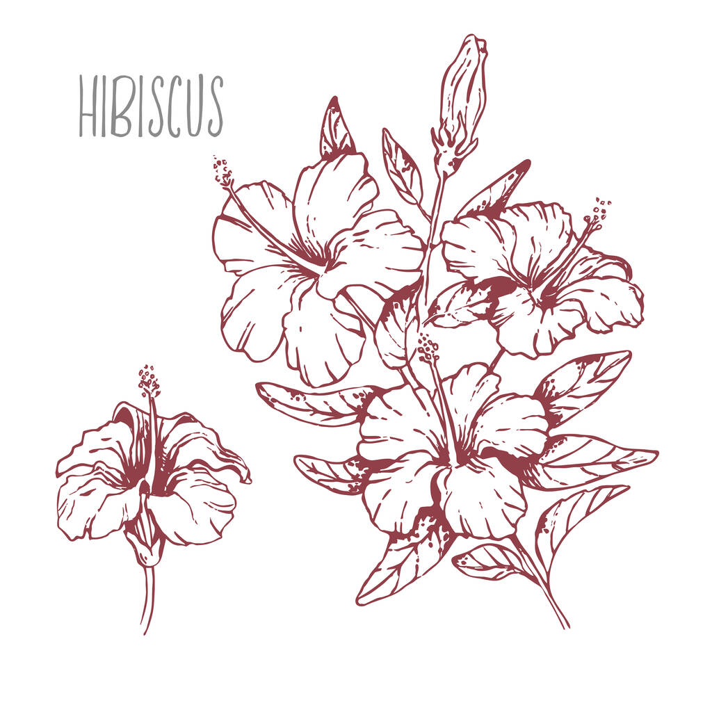 Hand drawn vector hibiscus flowers botanical illustration - Vector, Image