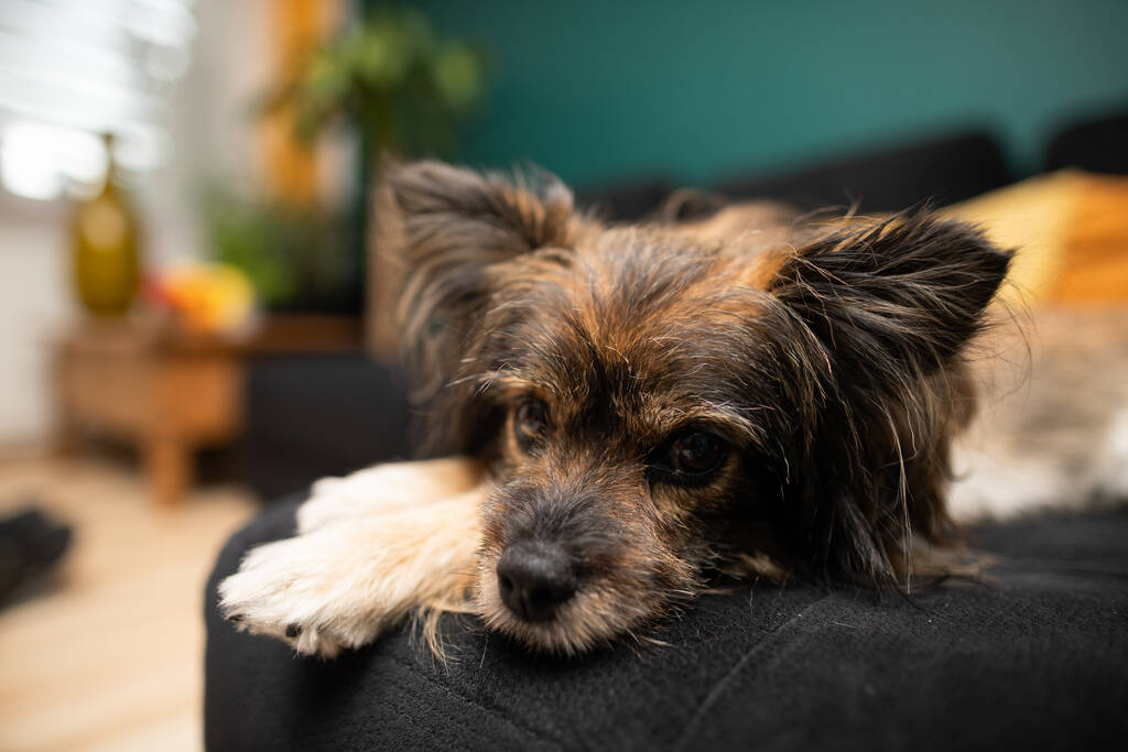 Un chien brun bâtard est assis sur un lit à la maison. Chien multi-races. - Photo, image