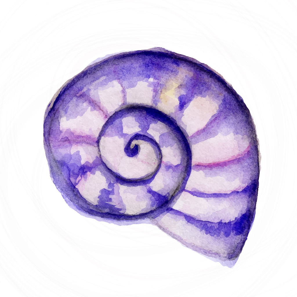 Watercolor Seashel - Vector, Image