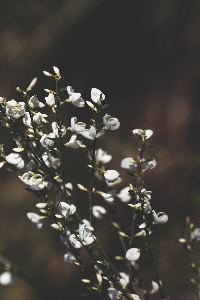 Cytisus multiflorus fehér seprű borsószerű virágok - Fotó, kép