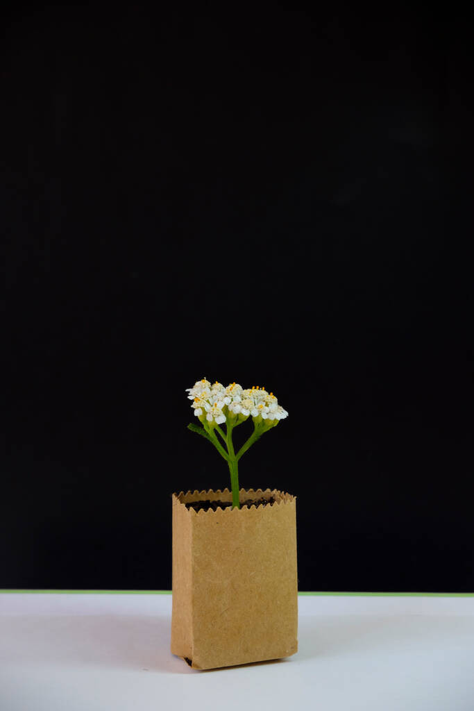 white flower in a bag made of recycled paper on a black background - Foto, imagen