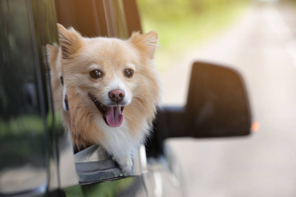Χαριτωμένο σκυλί κρυφοκοιτάζει έξω από το παράθυρο του αυτοκινήτου, χώρος για κείμενο - Φωτογραφία, εικόνα