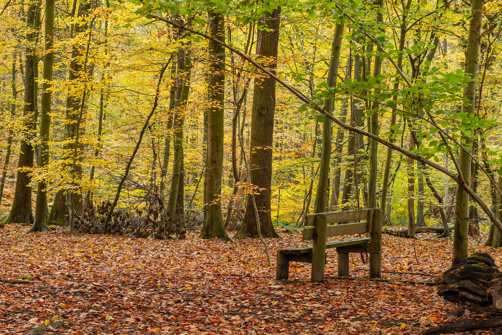 Tyhjä puinen penkki syksyllä metsässä  - Valokuva, kuva