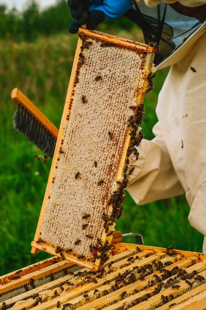 Mehiläishoitaja suojapuvussa ja käsineet ravistelee pois hunajan runko harjalla mehiläisistä. Pumppaan hunajaa. Mehiläishoito Mehiläishoitajan työkalut. Luonnossa oleva ekomehiläinen. - Valokuva, kuva