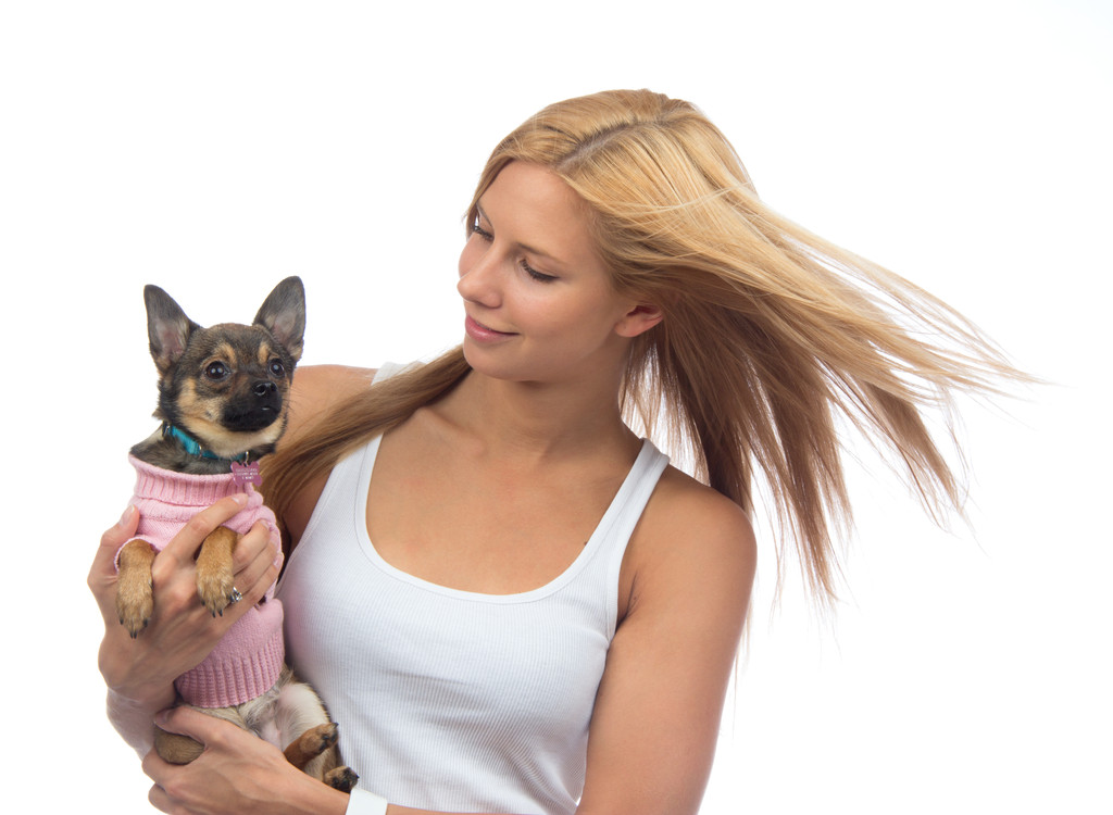 kobieta trzymać w ręce mały chihuahua pies lub szczeniaka  - Zdjęcie, obraz
