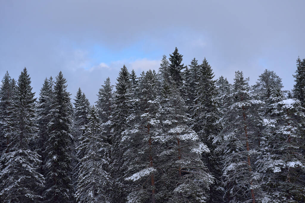 spruce tops covered with snow in winter - Fotografie, Obrázek