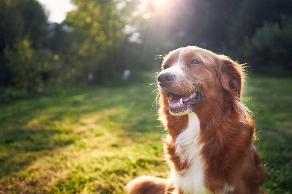 田舎の幸せな犬の肖像画。ノバスコシアダックは日没時に牧草地で取得します - 写真・画像