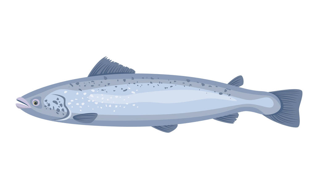 Peixe de salmão sobre fundo branco, frutos do mar. Ilustração vetorial. - Vetor, Imagem