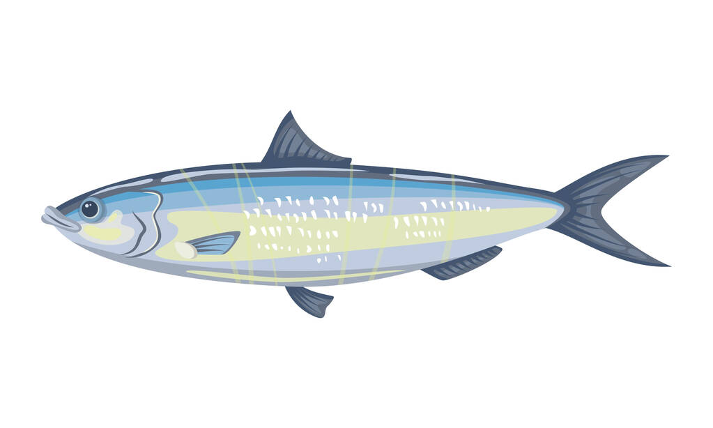 Beyaz arka planda ringa balığı, deniz ürünleri. Vektör illüstrasyonu - Vektör, Görsel