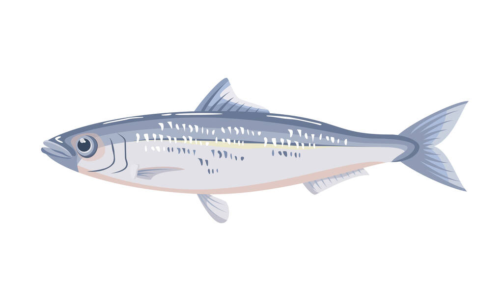 Sardine fish on white background, seafood. Vector illustration. - Vector, Image