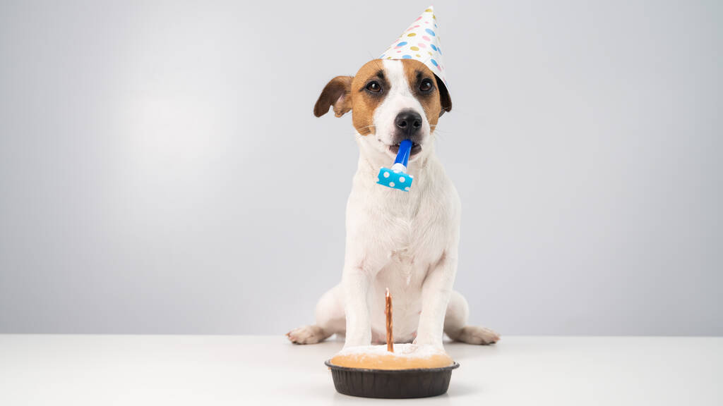 Vtipný pes Jack Russell Terrier oblečený v narozeninové čepici s píšťalkou na bílém pozadí. Štěně sedí u stolu před svíčkovým koláčem - Fotografie, Obrázek