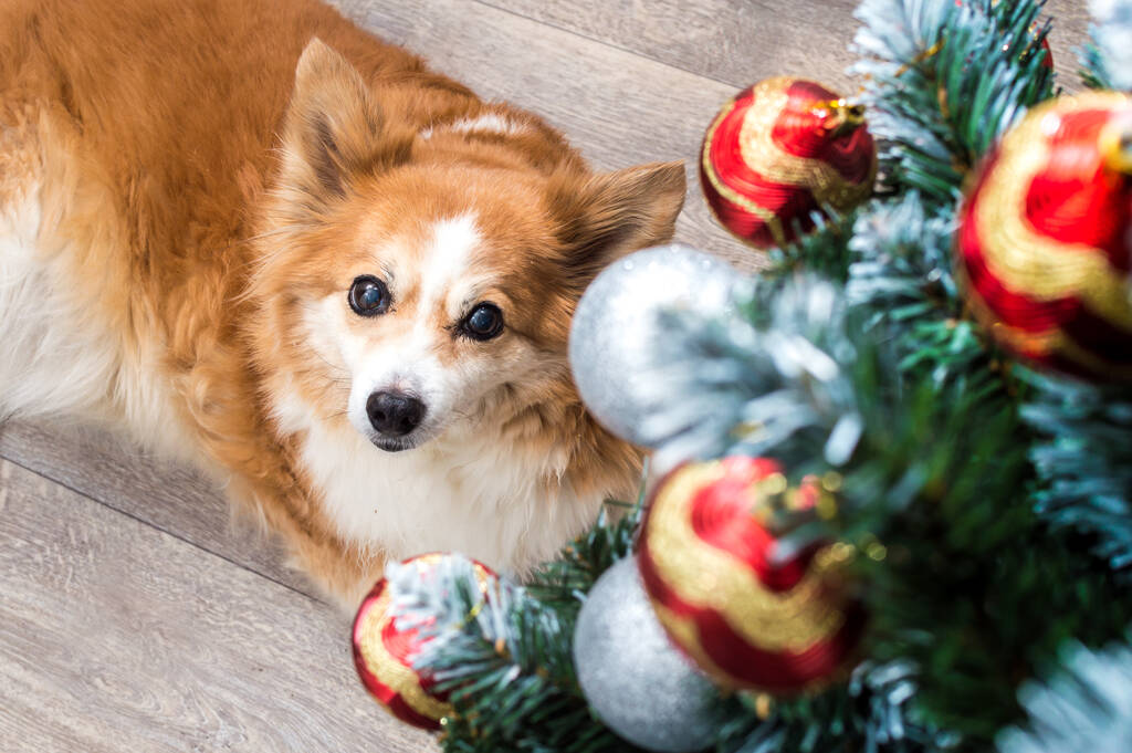 Πορτρέτο ενός σκύλου τζίντζερ δίπλα στο χριστουγεννιάτικο δέντρο - Φωτογραφία, εικόνα