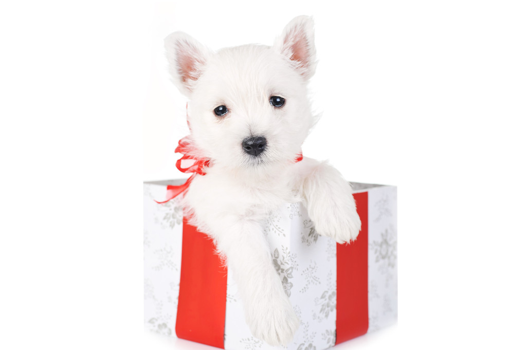 roztomilé štěně v krabičce - Fotografie, Obrázek