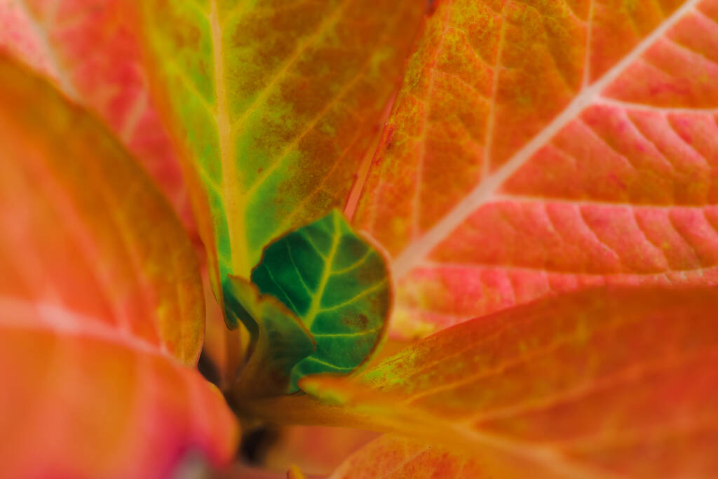 秋に、木の枝の芽から美しい赤い葉のパターンを閉じます。水平方向の写真を閉じ、美しいアジサイを咲かせます - 写真・画像