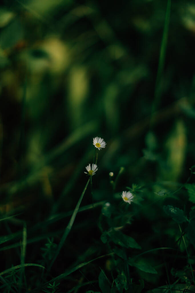 летний желтый абстрактный макро фон растений, мягкий фокус - Фото, изображение